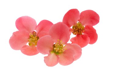 Ayva çiçeği beyaz arkaplanda izole