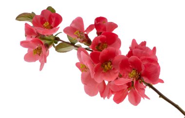 Ayva çiçeği beyaz arkaplanda izole