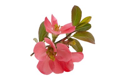 Ayva çiçeği beyaz arkaplanda izole