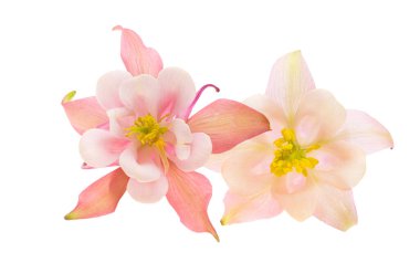 beyaz arkaplanda izole edilmiş aquilegia çiçeği 