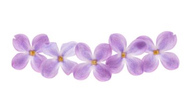 Beyaz arkaplanda yalıtılmış leylak çiçeği 