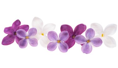 Beyaz arkaplanda yalıtılmış leylak çiçeği 