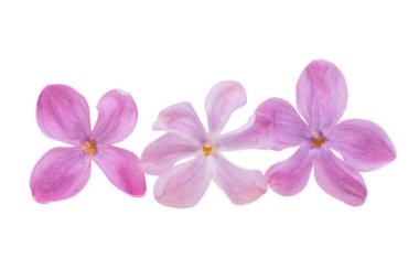 Beyaz arkaplanda yalıtılmış leylak çiçeği 