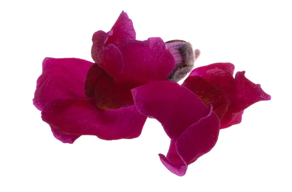 Λουλούδι Snapdragon Που Απομονώνονται Λευκό Φόντο — Φωτογραφία Αρχείου