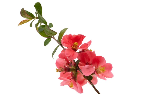 Membrillo Flor Aislada Sobre Fondo Blanco — Foto de Stock