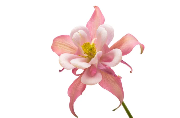 Aquilegia Květiny Izolované Bílém Pozadí — Stock fotografie