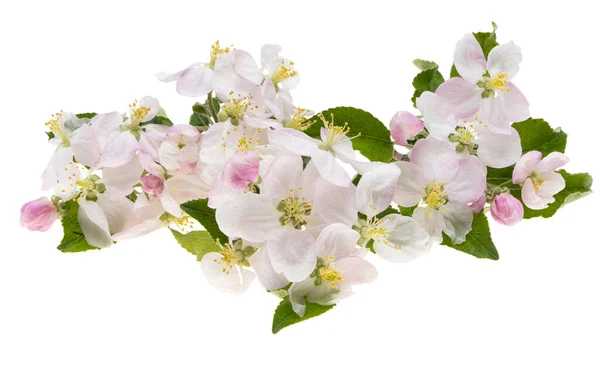 Manzano Flores Aisladas Sobre Fondo Blanco —  Fotos de Stock
