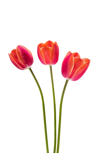 Czerwony Kwiat Tulipan Izolowany Białym Tle — Zdjęcie stockowe