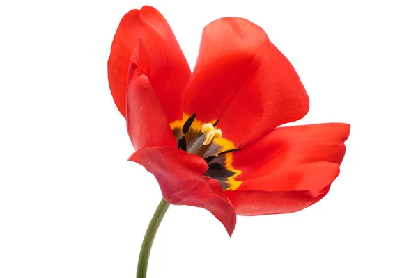 Beyaz Arkaplanda Kırmızı Lale Çiçeği Izole Edildi — Stok fotoğraf