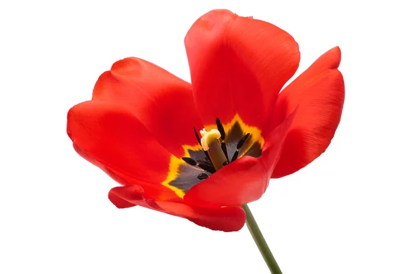 Red Tulip Flower Isolated White Background — Stock Photo, Image