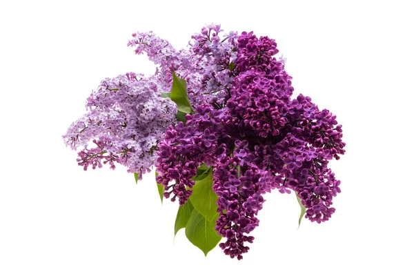 Lilas Fleur Isolée Sur Fond Blanc — Photo