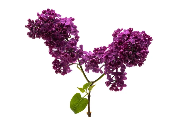 Flor Lila Aislada Sobre Fondo Blanco — Foto de Stock