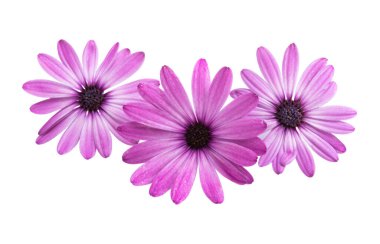 Osteosperumum Çiçek Papatyası Beyaz Arkaplanda izole edildi. Makro Yakın Çekim
