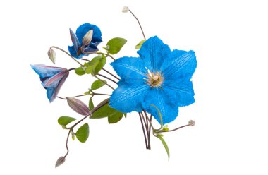 blue clematis flower isolated on white background  clipart