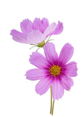Beyaz arkaplanda izole edilmiş kozmea çiçeği 
