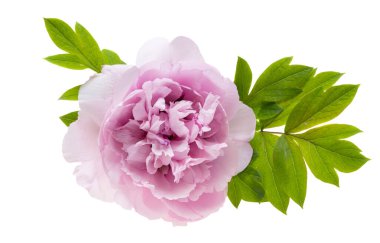 Beyaz arka planda izole edilmiş güzel şakayık çiçeği