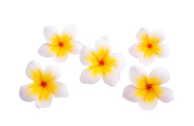 Plumeria çiçeği beyaz arkaplanda izole edilmiş 
