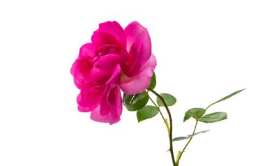 Beyaz arkaplanda izole gül çiçeği 