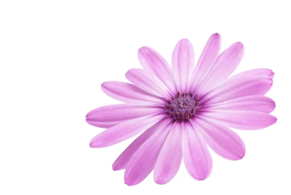 Osteosperumum Virág Daisy Elszigetelt Fehér Háttér Makró Közelkép — Stock Fotó