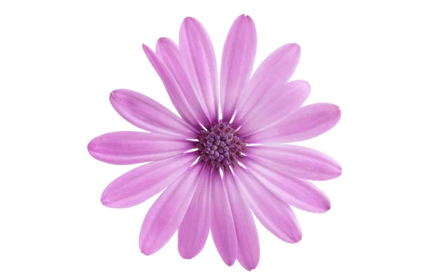 Osteosperumum Flower Marguerite Isolée Sur Fond Blanc Macro Gros Plan — Photo