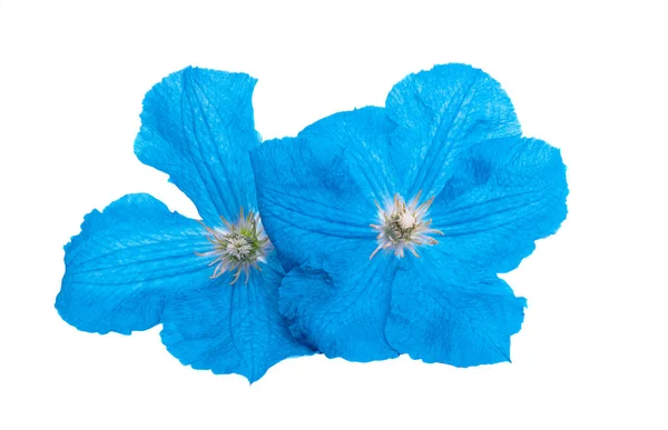 Blå Klematis Blomma Isolerad Vit Bakgrund — Stockfoto