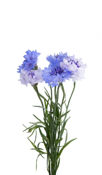 Bunch Cornflowers Isolated White Background — Stock Photo, Image