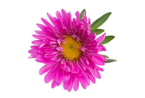 aster flower isolated on white background 