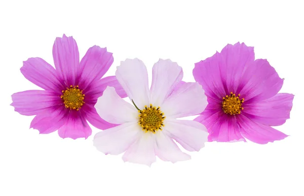 Kwiat Kosmetyczny Izolowany Białym Tle — Zdjęcie stockowe