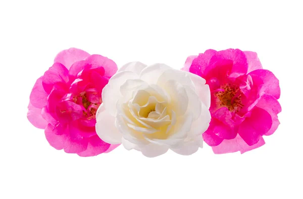 Τριαντάφυλλο Λουλούδι Απομονωμένο Λευκό Φόντο — Φωτογραφία Αρχείου