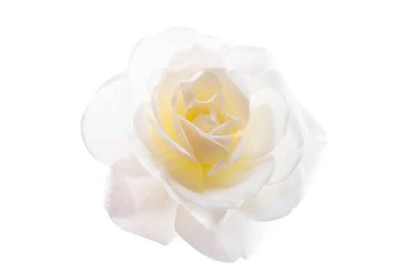 Rosa Flor Isolada Fundo Branco — Fotografia de Stock