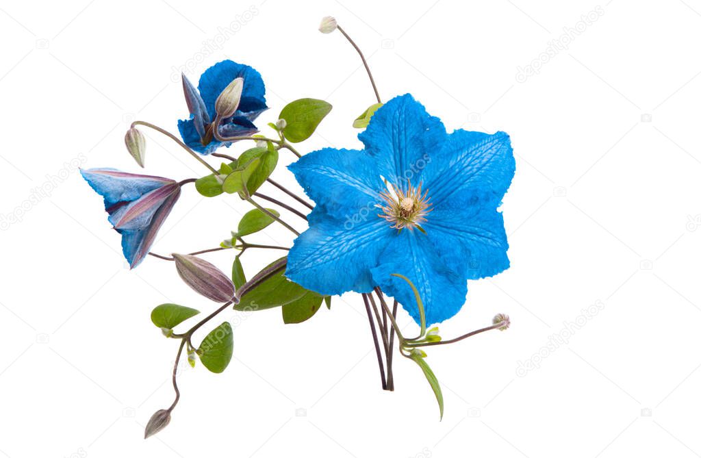 blue clematis flower isolated on white background 