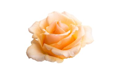 krema rengi beyaz arkaplanda izole 