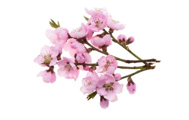 Beyaz arkaplanda izole edilmiş sakura çiçekleri 