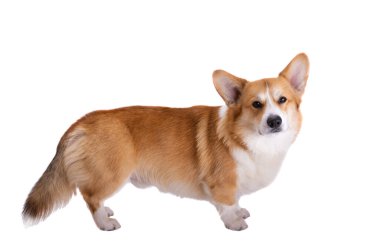 Corgi welsh pembroke beyaz arkaplanda izole