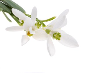 Beyaz arkaplanda yalıtılmış bahar çiçekleri