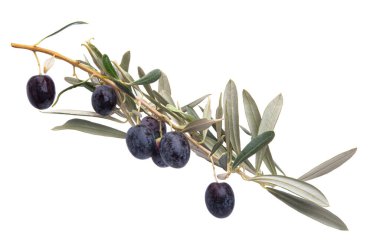 Beyaz arkaplanda zeytinli zeytin dalı