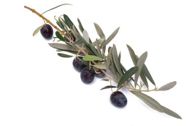 Beyaz arkaplanda zeytinli zeytin dalı