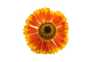 Beyaz arka plan üzerinde izole helenium çiçek