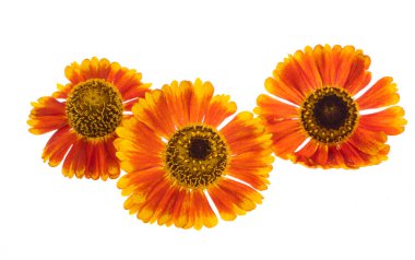 Beyaz arka plan üzerinde izole helenium çiçek