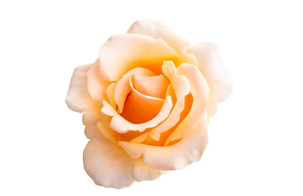 Rosa Crema Isolata Fondo Bianco — Foto Stock
