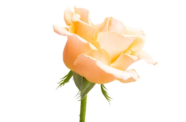 Κρέμα Τριαντάφυλλο Απομονώνονται Λευκό Φόντο — Φωτογραφία Αρχείου