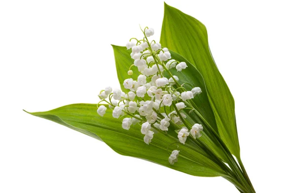 Bouquet Lilies Valley Isolated White Background — Stock Photo, Image