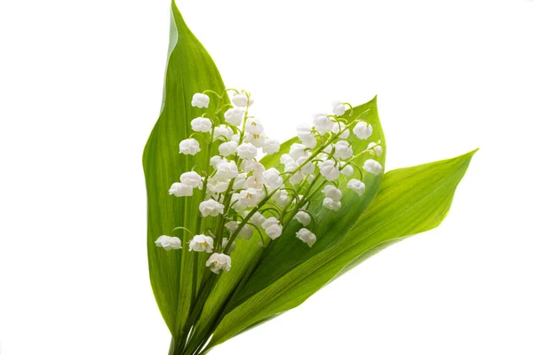 Bouquet Lilies Valley Isolated White Background — Stock Photo, Image