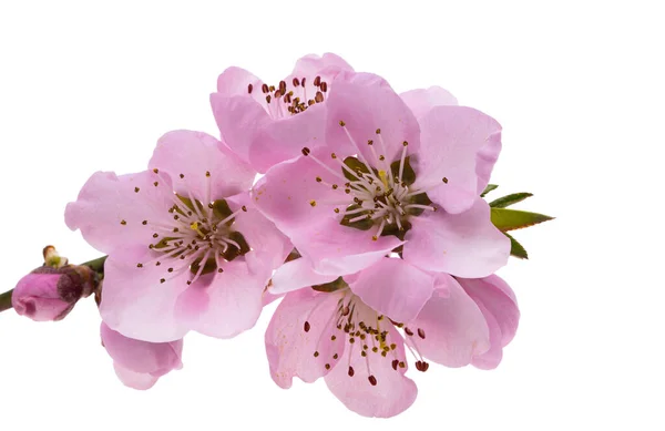 Sakura Blommor Isolerad Vit Bakgrund — Stockfoto