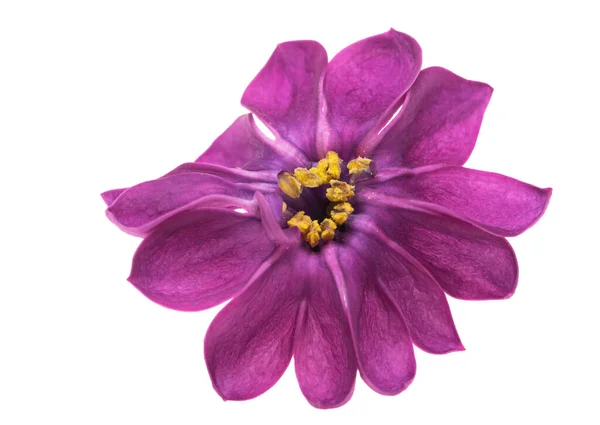 Lila Blomma Närbild Isolerad Vit Bakgrund — Stockfoto