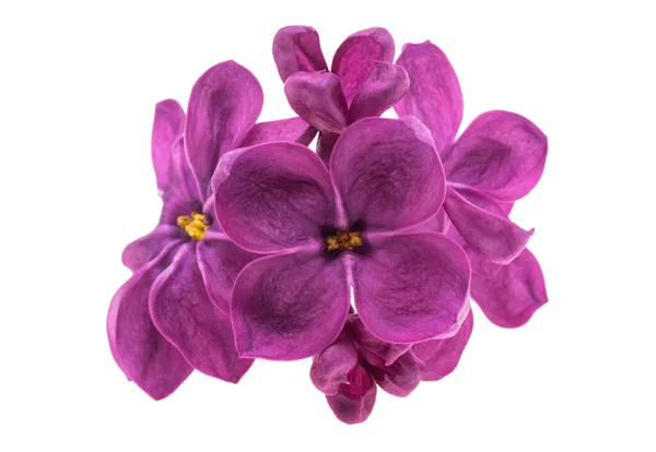 Lilac Λουλούδι Closeup Απομονώνονται Λευκό Φόντο — Φωτογραφία Αρχείου