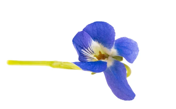 Bos Violette Bloemen Geïsoleerd Witte Achtergrond — Stockfoto