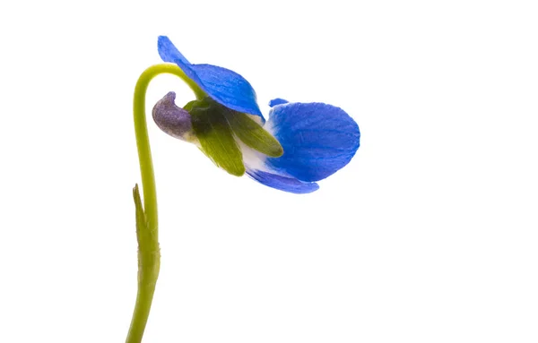 Forest Violet Flowers Isolated White Background — Stock Photo, Image