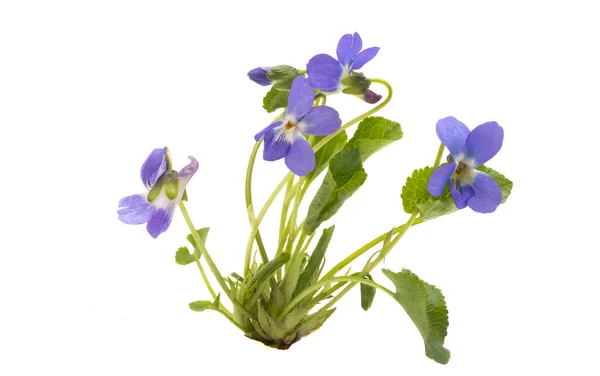 Wald Violette Blüten Isoliert Auf Weißem Hintergrund — Stockfoto