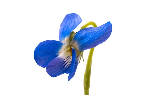 白色背景下的紫罗兰花朵 — 图库照片